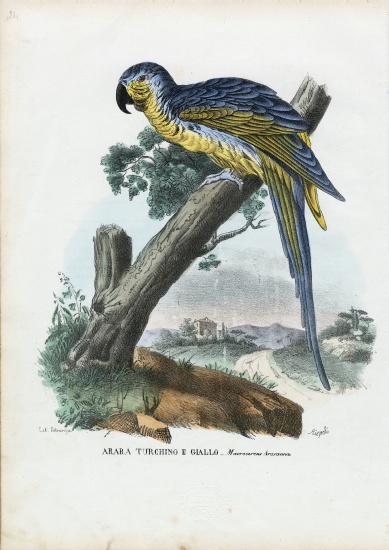 Blue-And-Yellow Macaw from Raimundo Petraroja