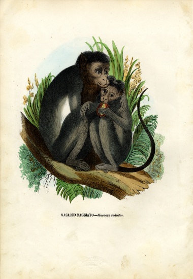 Bonnet Monkey from Raimundo Petraroja