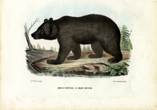 Brown Bear from Raimundo Petraroja