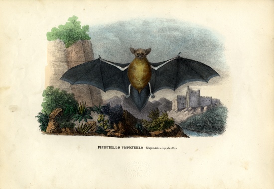 Common Pipistrelle from Raimundo Petraroja