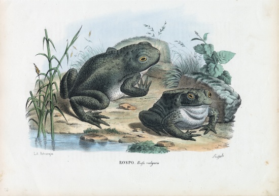 Common Toad from Raimundo Petraroja