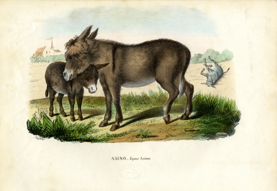 Donkey from Raimundo Petraroja