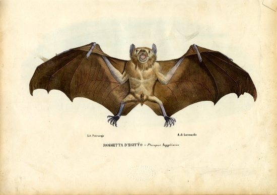 Egyptian Fruit Bat from Raimundo Petraroja