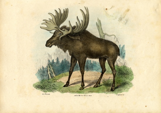 Elk from Raimundo Petraroja