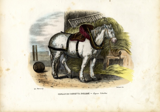 English Farm Horse from Raimundo Petraroja