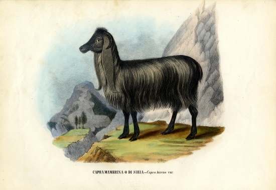 Feral Goat from Raimundo Petraroja