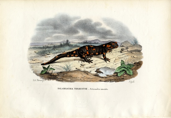 Fire Salamander from Raimundo Petraroja