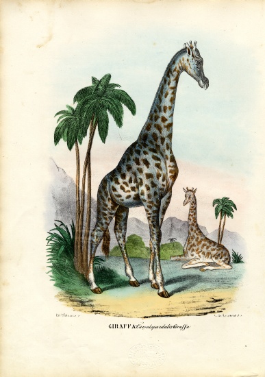 Giraffe from Raimundo Petraroja