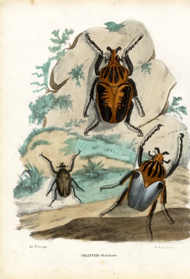 Goliath Beetles from Raimundo Petraroja