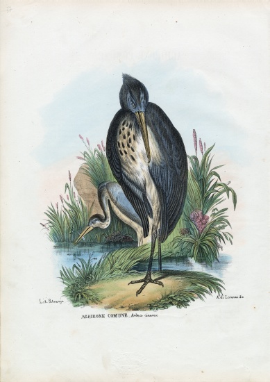 Grey Heron from Raimundo Petraroja