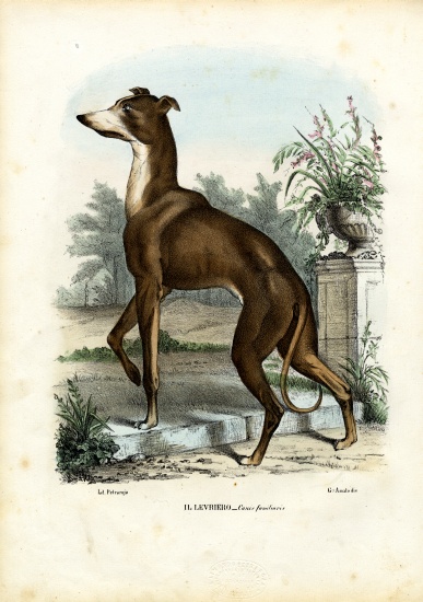Greyhound from Raimundo Petraroja