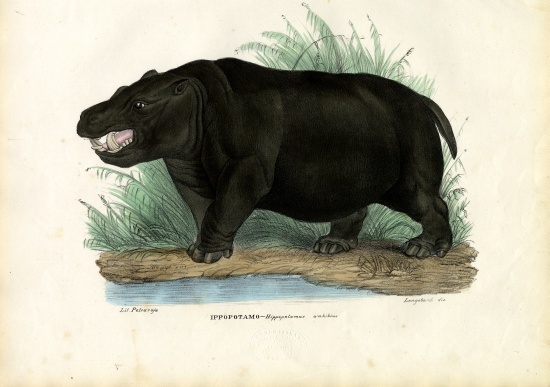 Hippo from Raimundo Petraroja