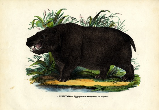 Hippo from Raimundo Petraroja