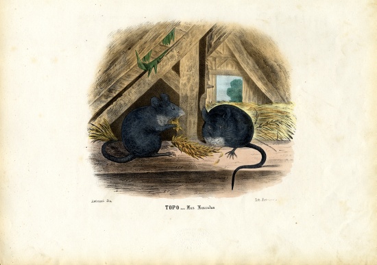 House Mouse from Raimundo Petraroja