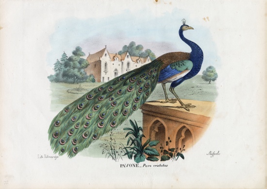 Indian Peafowl from Raimundo Petraroja