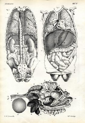 Intestines