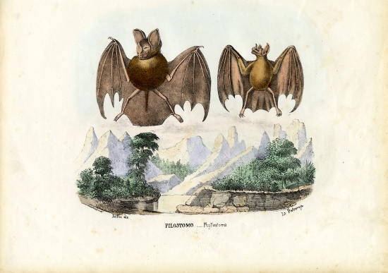 Leaf-Nosed Bats from Raimundo Petraroja