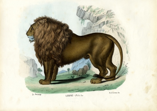 Lion from Raimundo Petraroja