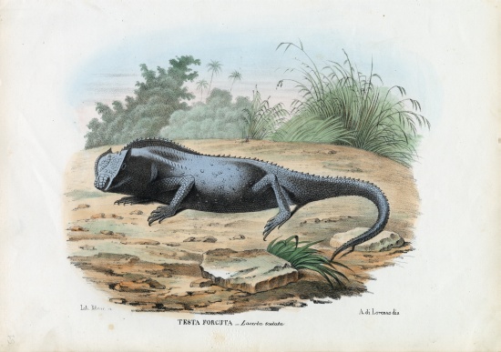 Lizard from Raimundo Petraroja