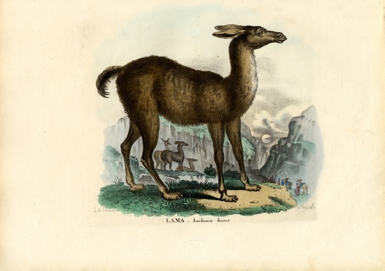 Llama from Raimundo Petraroja
