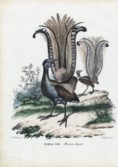 Lyrebird from Raimundo Petraroja