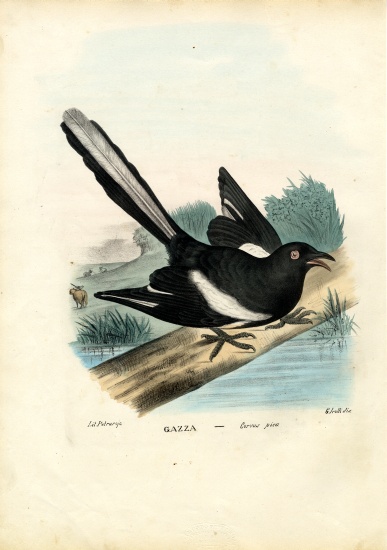 Magpie from Raimundo Petraroja