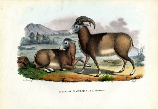 Mouflon from Raimundo Petraroja