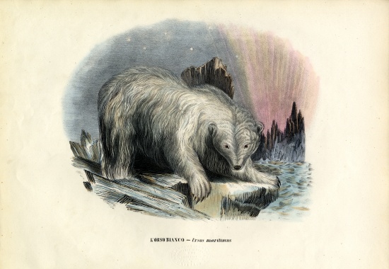 Polar Bear from Raimundo Petraroja