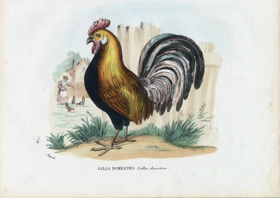 Rooster from Raimundo Petraroja