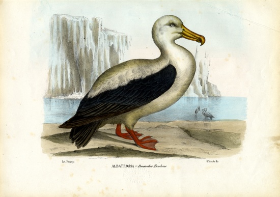 Royal Albatross from Raimundo Petraroja