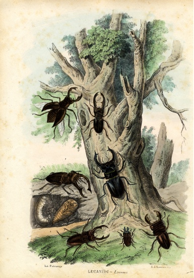 Scarab Beetles from Raimundo Petraroja