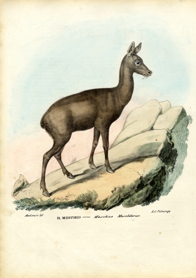 Siberian Musk Deer from Raimundo Petraroja