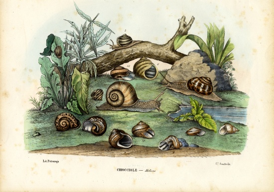 Snails from Raimundo Petraroja