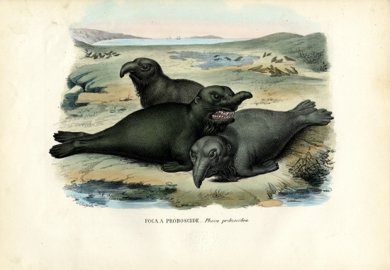 Southern Elaphant Seal from Raimundo Petraroja