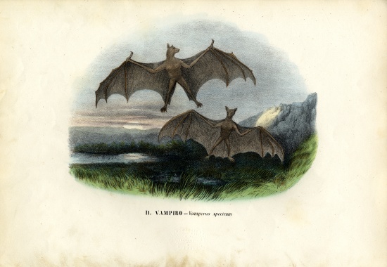 Spectral Bat from Raimundo Petraroja