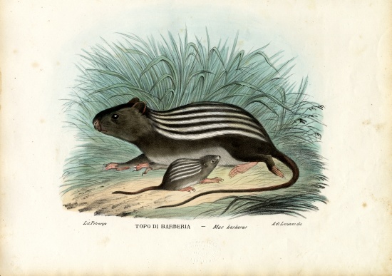 Striped Mouse from Raimundo Petraroja