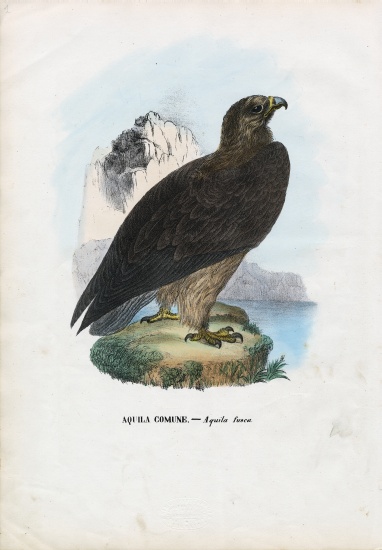 Tawny Eagle from Raimundo Petraroja