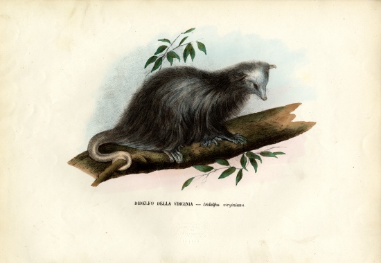 Virginia Opossum from Raimundo Petraroja