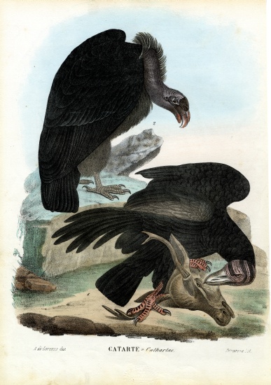 Vultures from Raimundo Petraroja