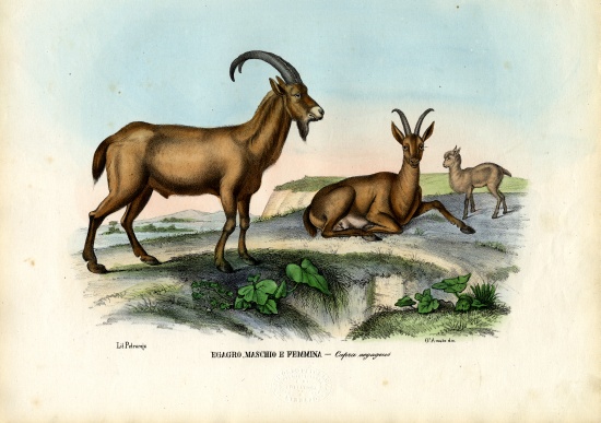 Wild Goat from Raimundo Petraroja