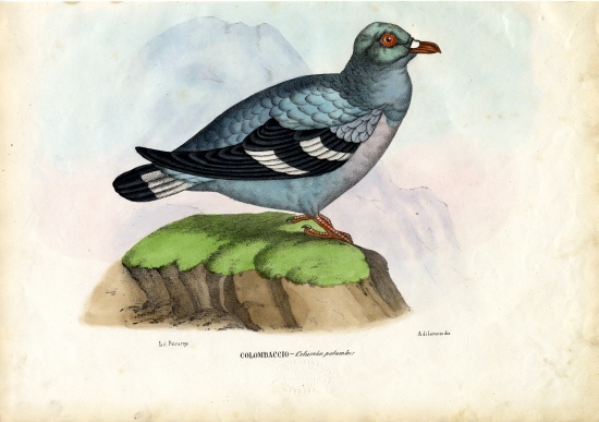 Wood Pigeon from Raimundo Petraroja