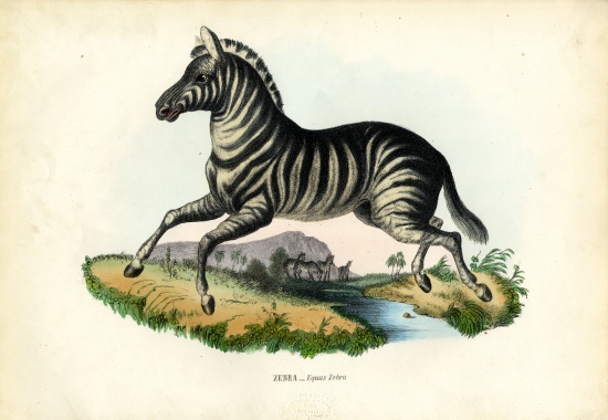 Zebra from Raimundo Petraroja