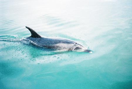 Dolphin NZ Northern