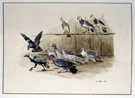 The Jackdaw and the Doves from Randolph Caldecott