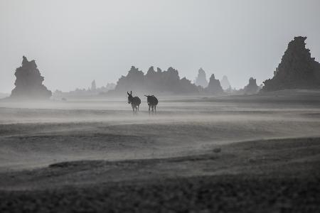 Einsame Esel im Gebiet des Lac Abbe,Dikhil