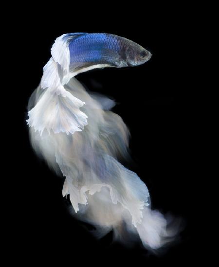 Blauer und weißer Kampffisch