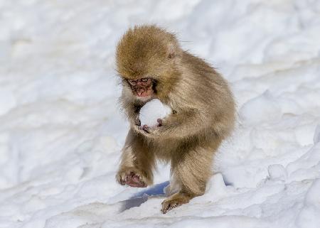 Die kleinen japanischen Makaken spielen mit Schneeball
