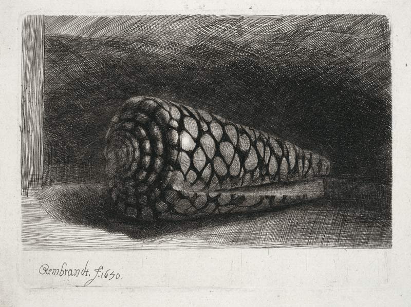 Die Muschel from Rembrandt van Rijn