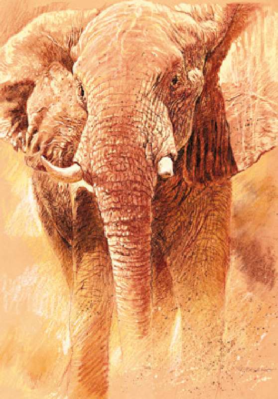 Elefant Study from Renato Casaro