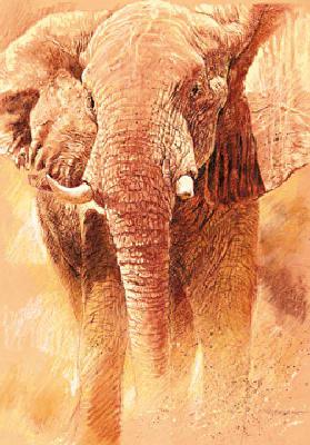 Elefant Study